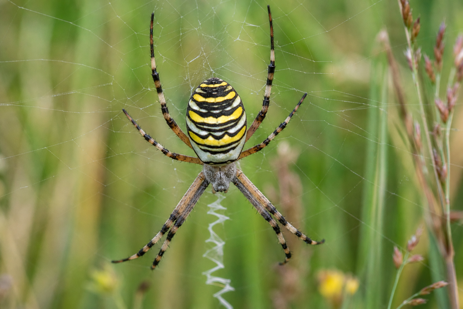 L’araignée frelon est-elle dangereuse dans votre jardin ?