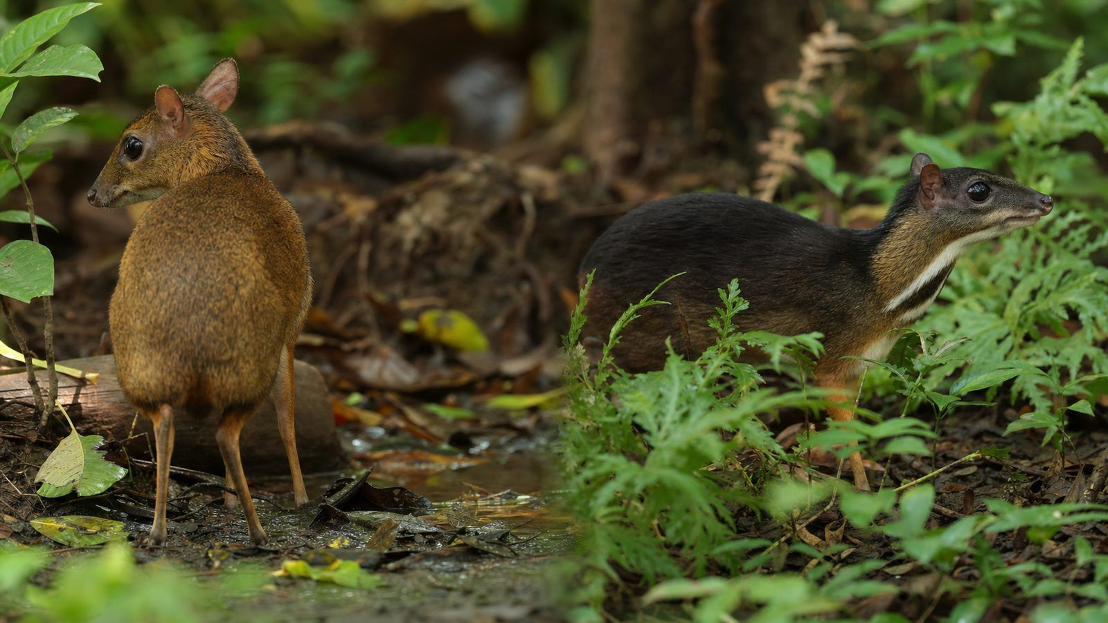 Tragulus javanicus et Tragulus versicolor : deux noms à ne pas confondre