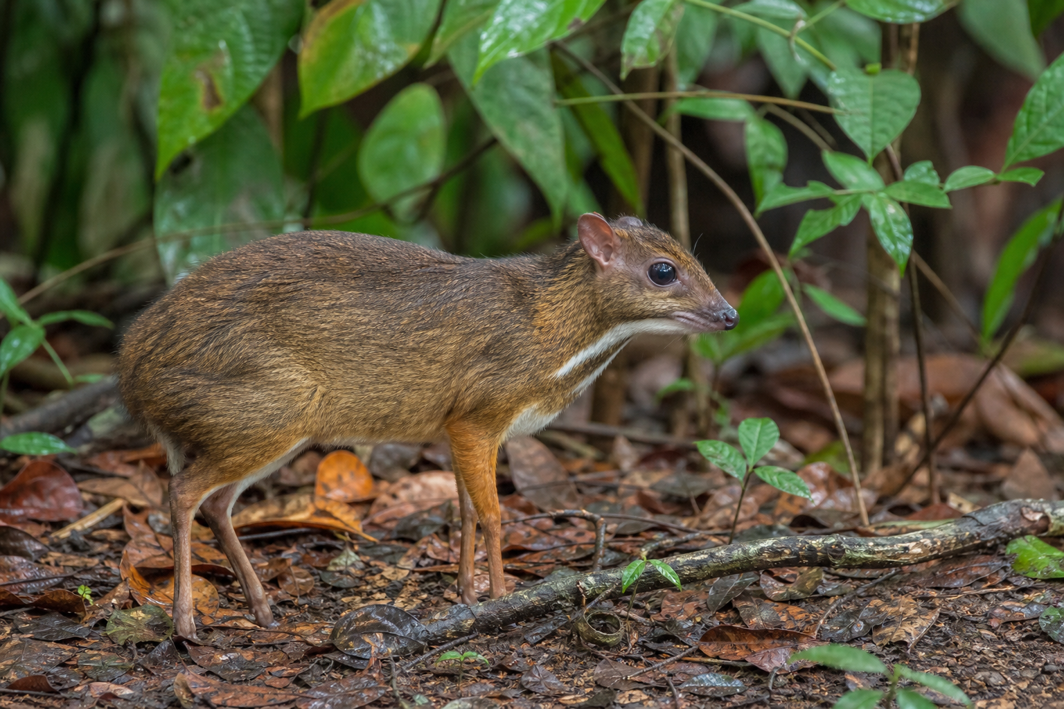 Pourquoi les cerfs-souris ne désignent pas une seule espèce