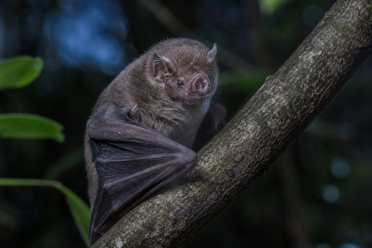 La chauve-souris géante vampire existe-t-elle vraiment ?