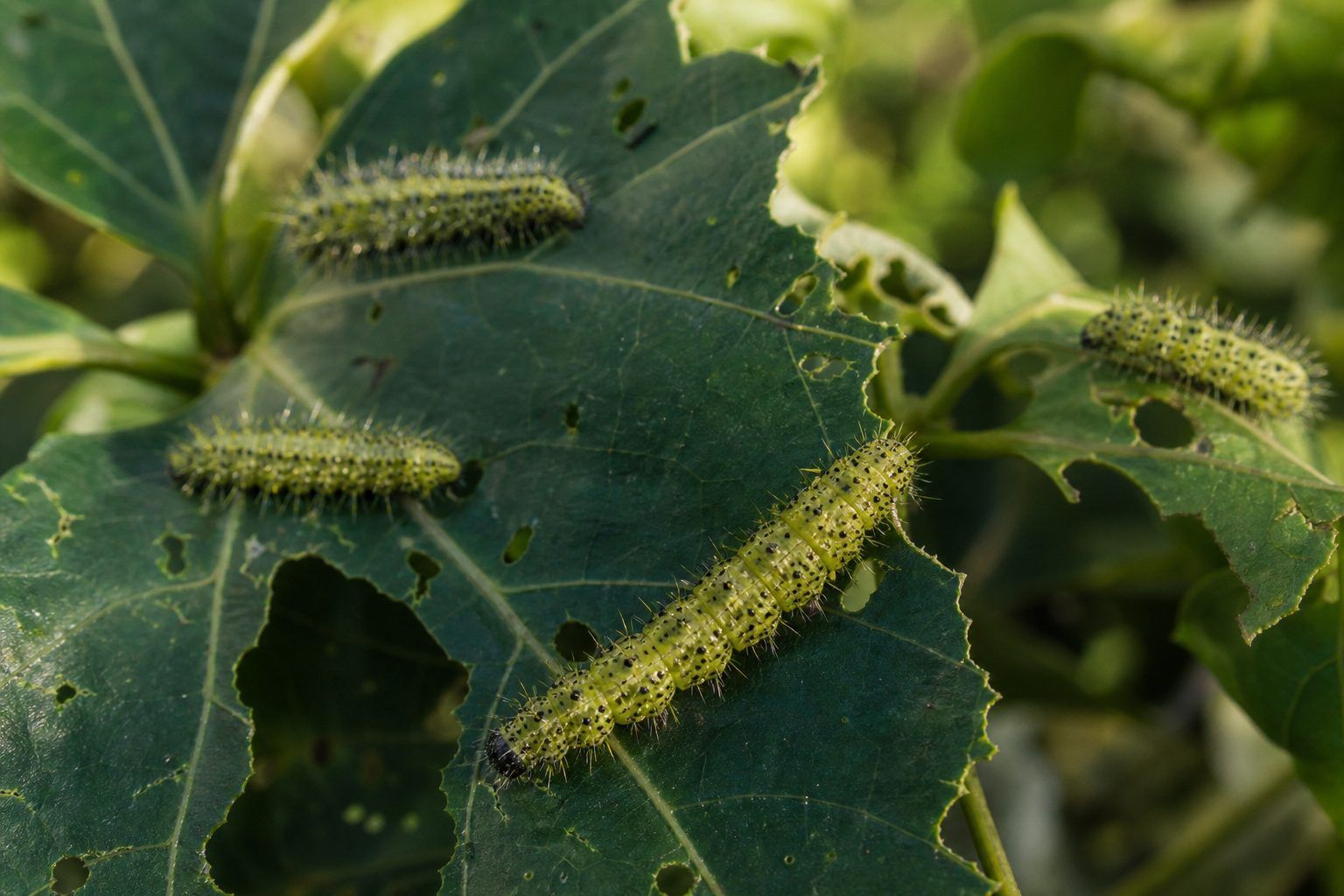 Pourquoi des chenilles vertes mangent-elles les feuilles&nbsp; ?