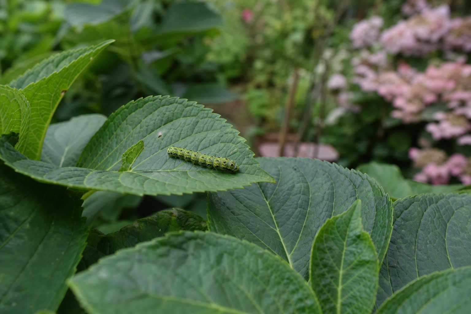 Une chenille verte est-elle dangereuse pour vos proches ?