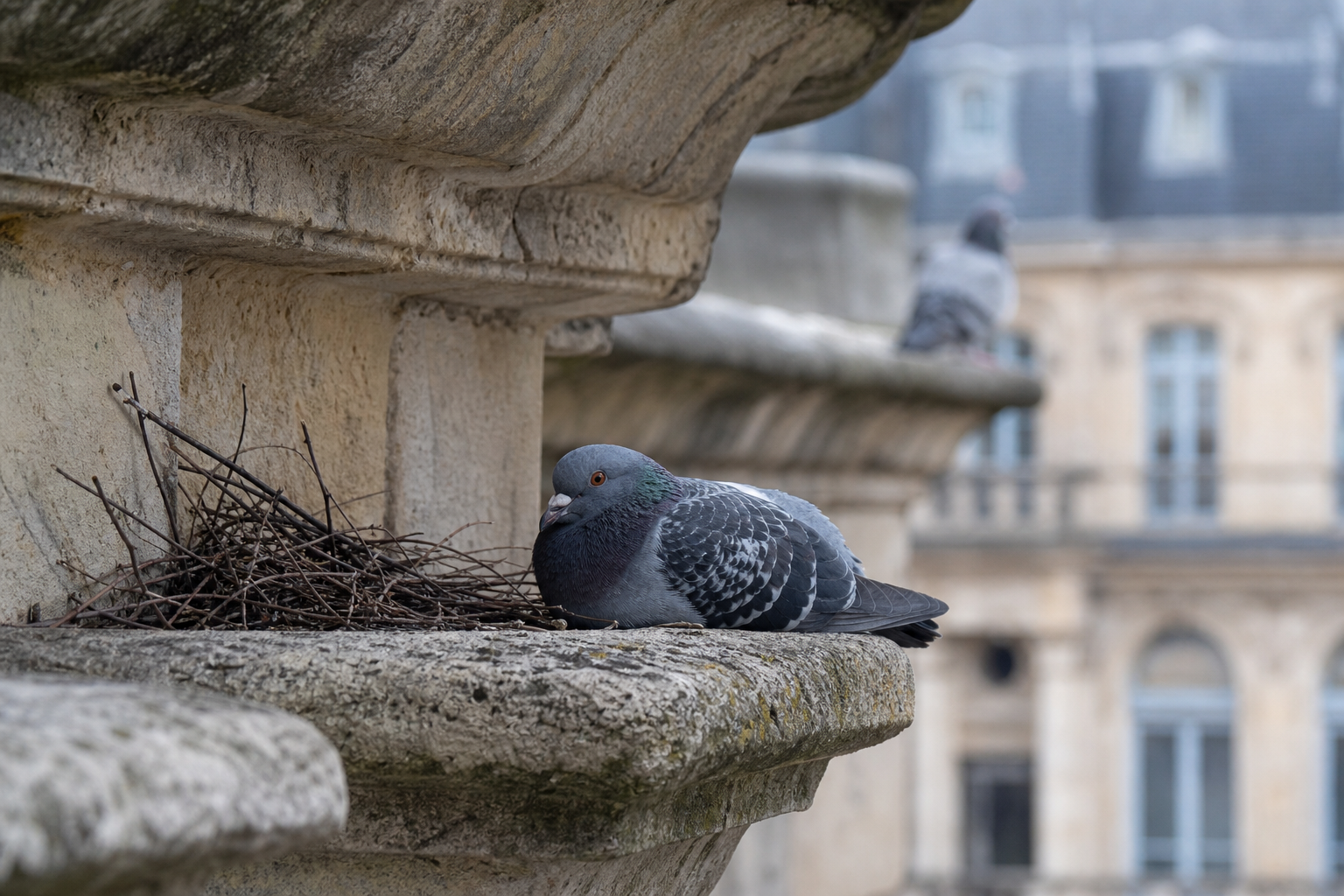 Comment reconnaître la femelle du pigeon et comprendre sa reproduction