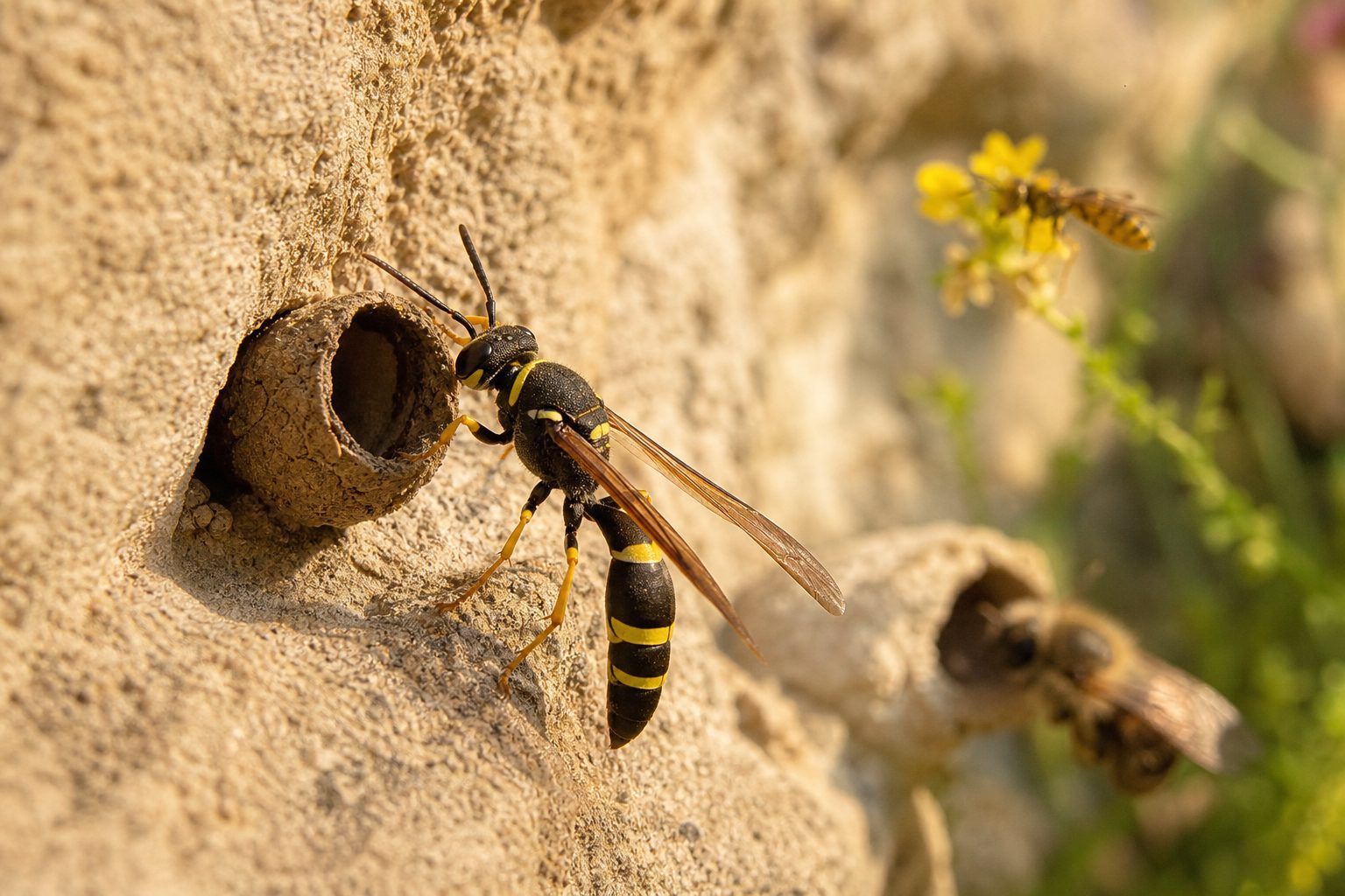 Guêpe maçonne, guêpe commune ou abeille maçonne&nbsp; : ne pas les confondre