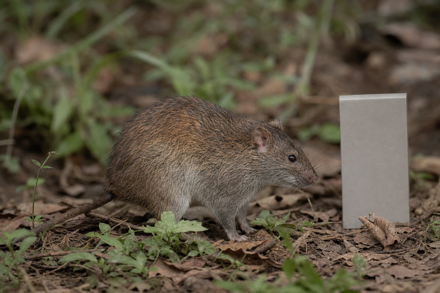 Quel est le plus gros rat du monde et faut-il le craindre ?