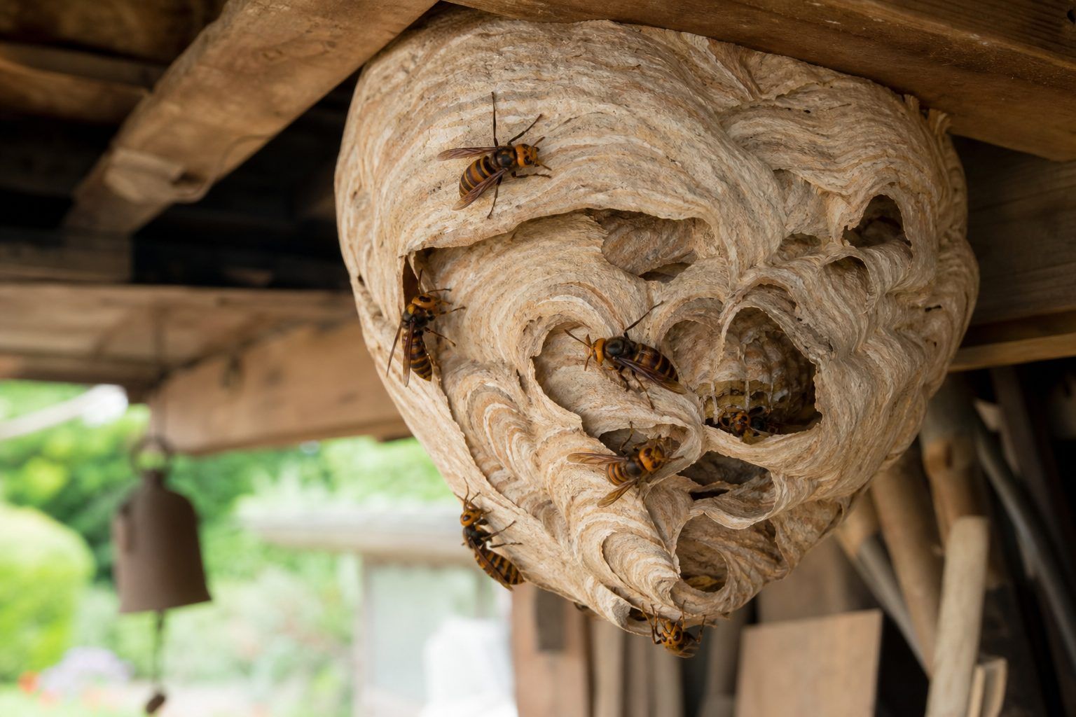 Comment les frelons construisent-ils leur nid ?